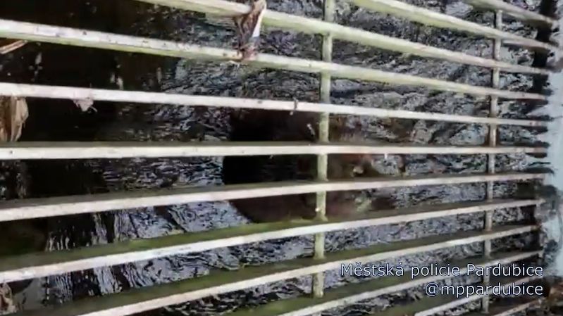 Bobra v Pardubicích uvěznila mříž kanalizační vpusti, pomohli mu hasiči